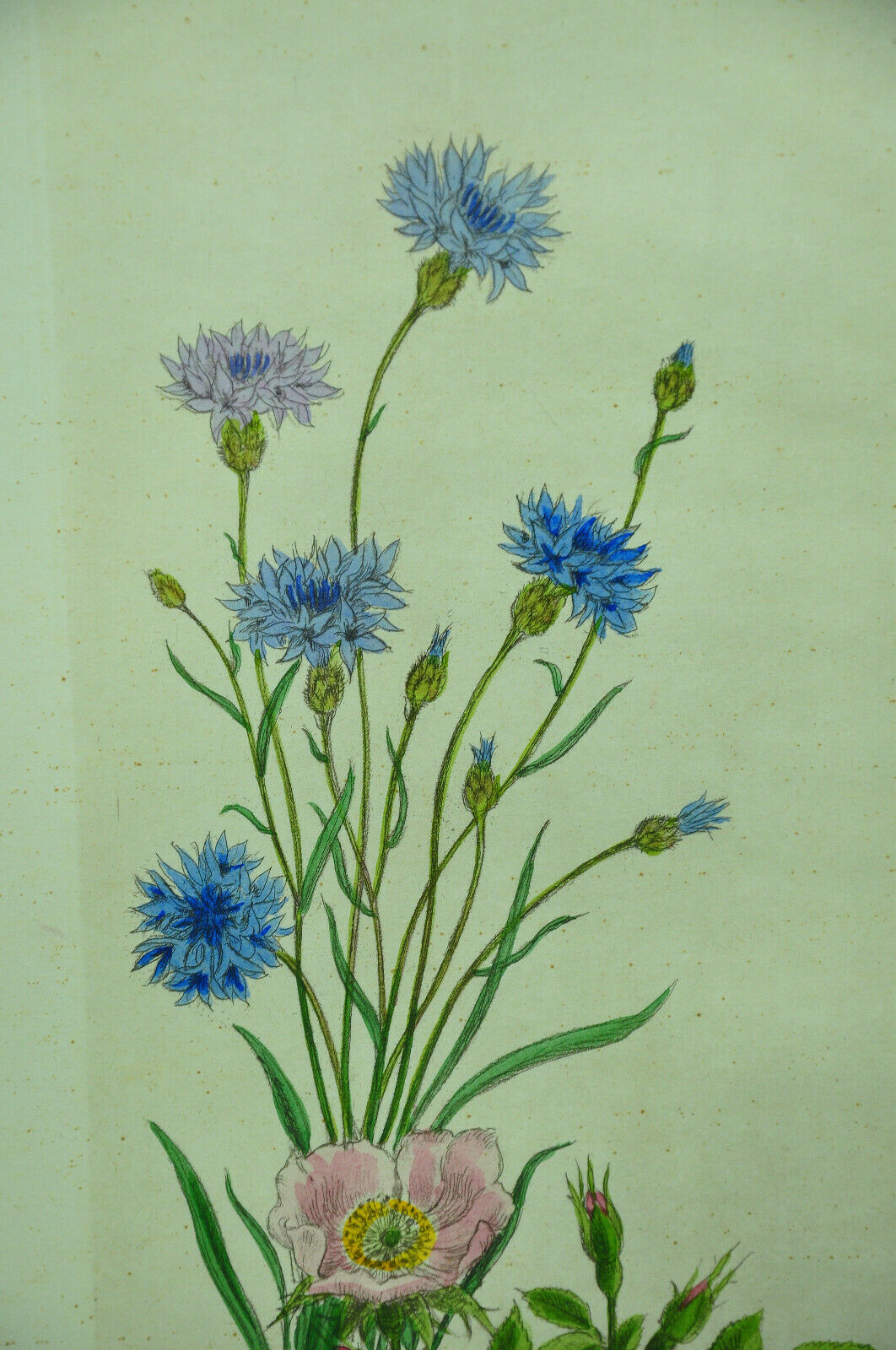 Pair of ancient lithographs of signed floral engravings to be identified