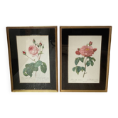 Pair of gilded wooden botanical frames from the 70s