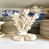 White coral