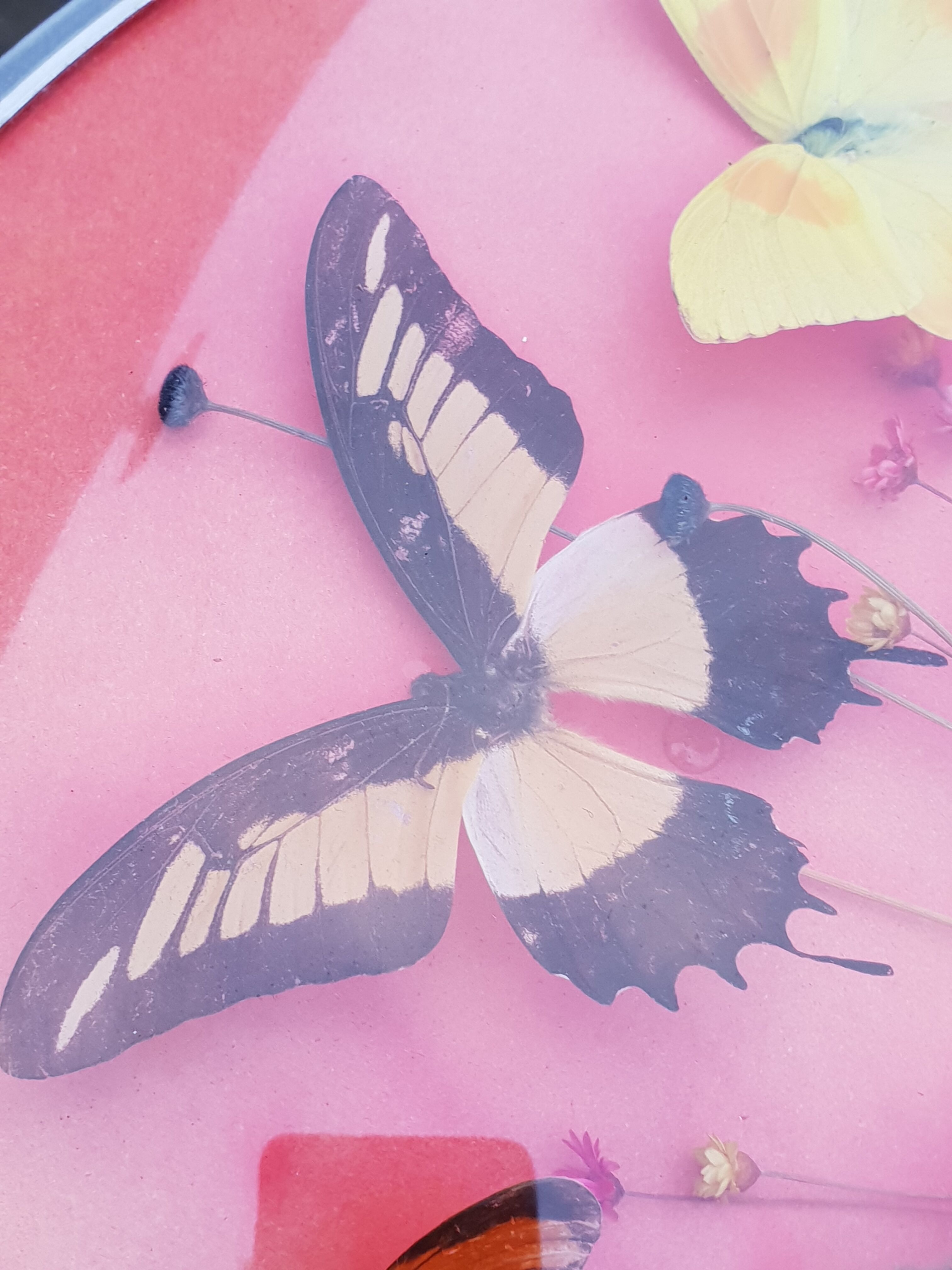 Round frame butterflies naturalized