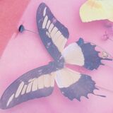 Round frame butterflies naturalized