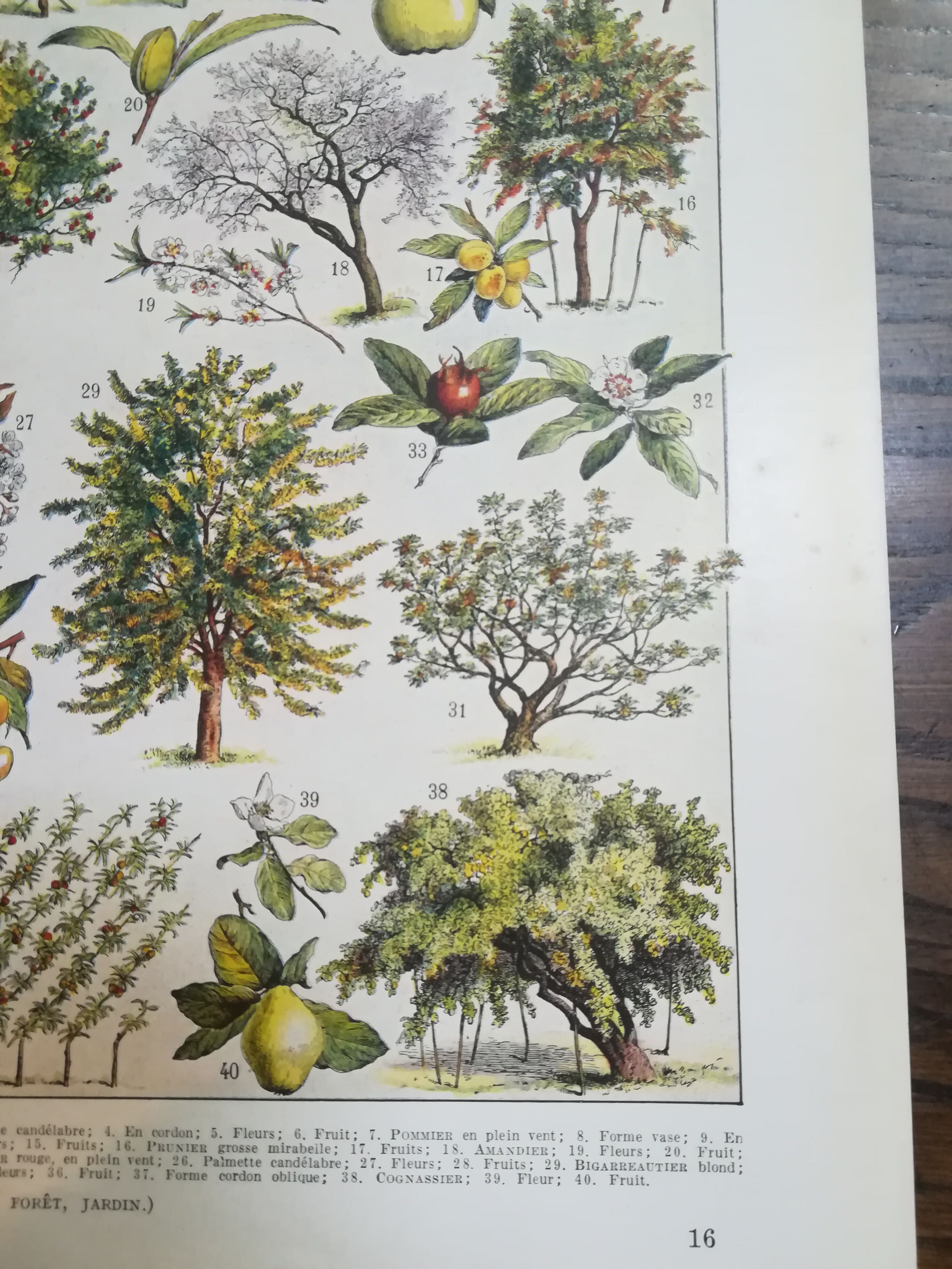 Lithographie sur les arbres fruitiers de 1928 "verger"