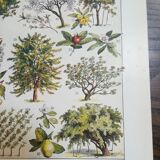 Lithographie sur les arbres fruitiers de 1928 "verger"