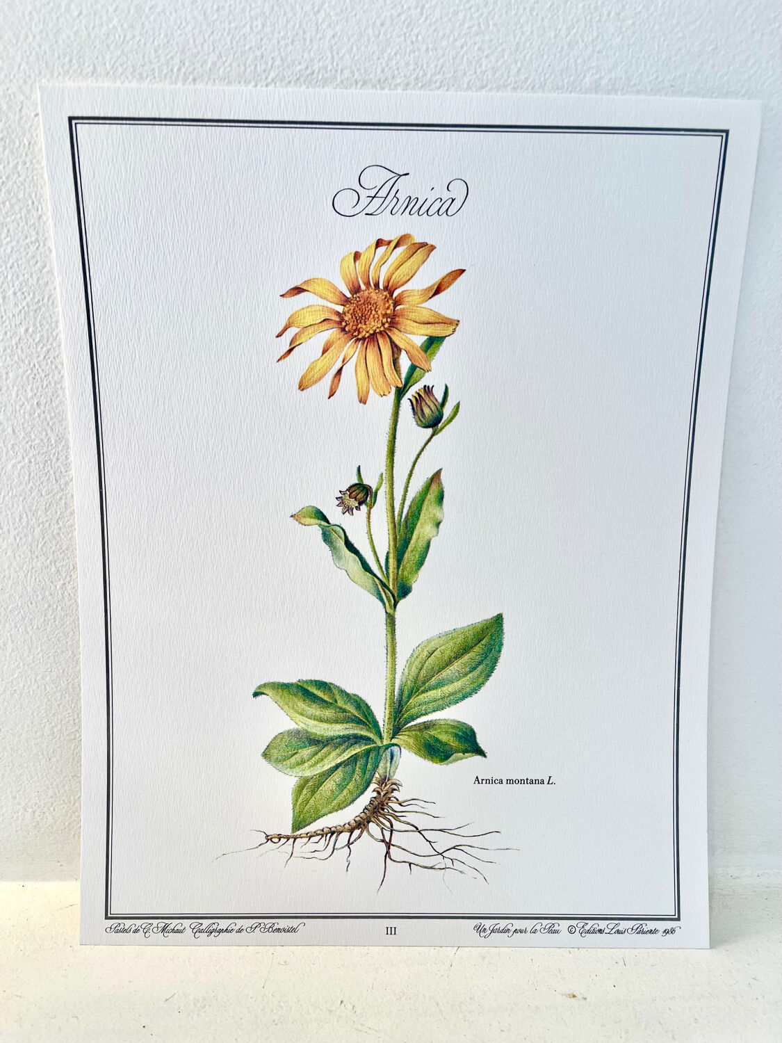 Botanical plate – Arnica – Louis Pariente, 1986