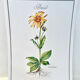 Botanical plate – Arnica – Louis Pariente, 1986