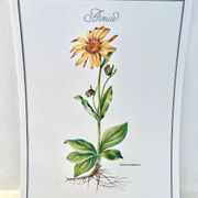 Planche botanique – Arnica – Louis Pariente, 1986