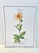Botanical plate – Arnica – Louis Pariente, 1986