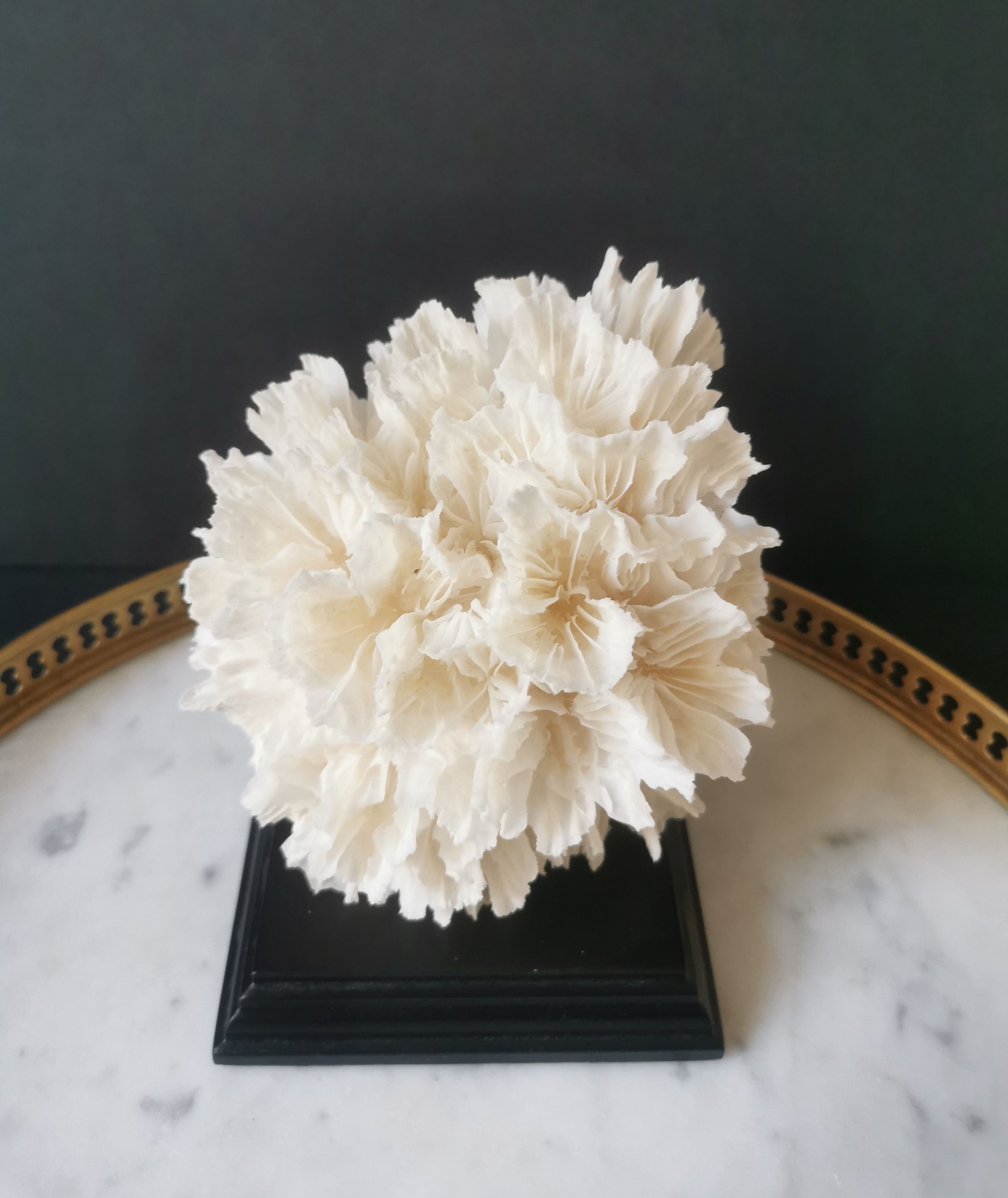 Old coral lace on black wood base. h. 12.5cm