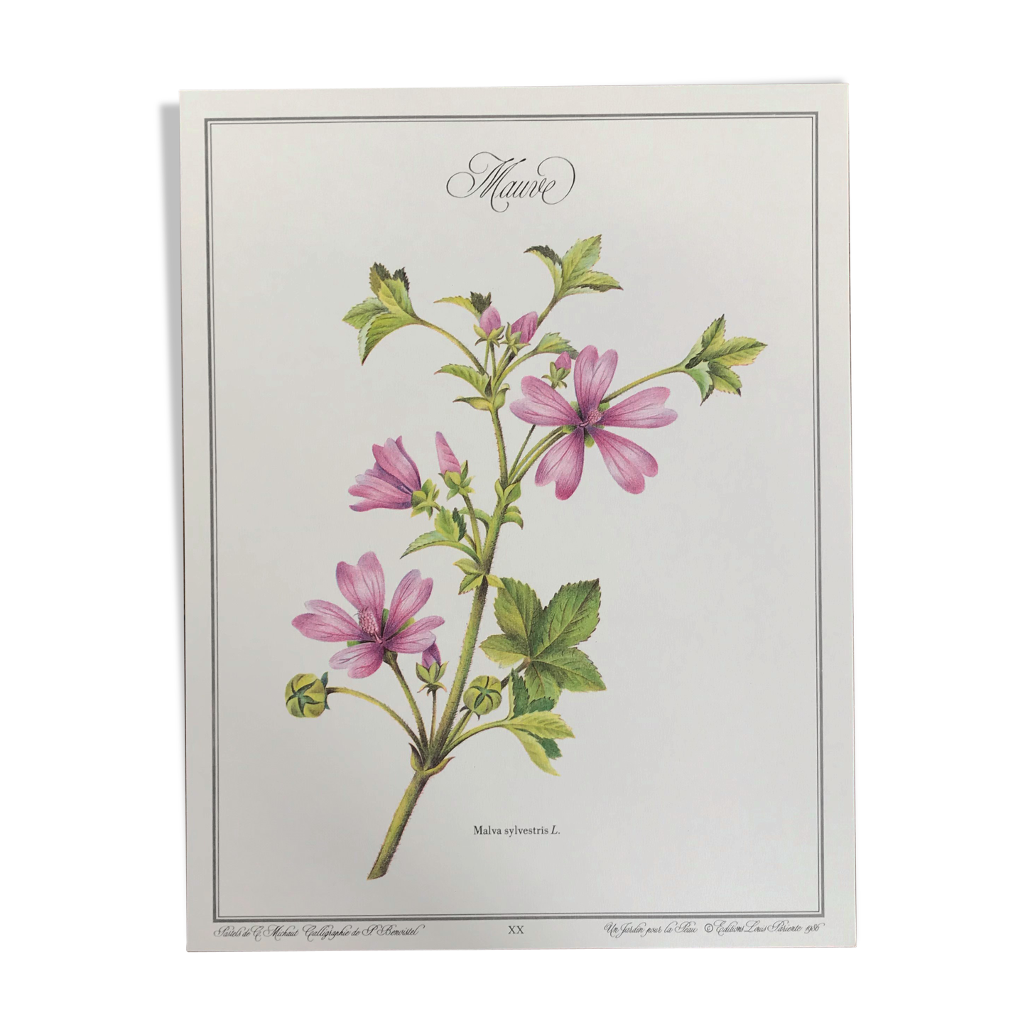 Botanical poster the Mauve