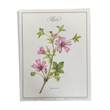 Botanical poster the Mauve