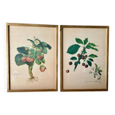 Set of 2 framed botanical prints – Strawberry & Cherry