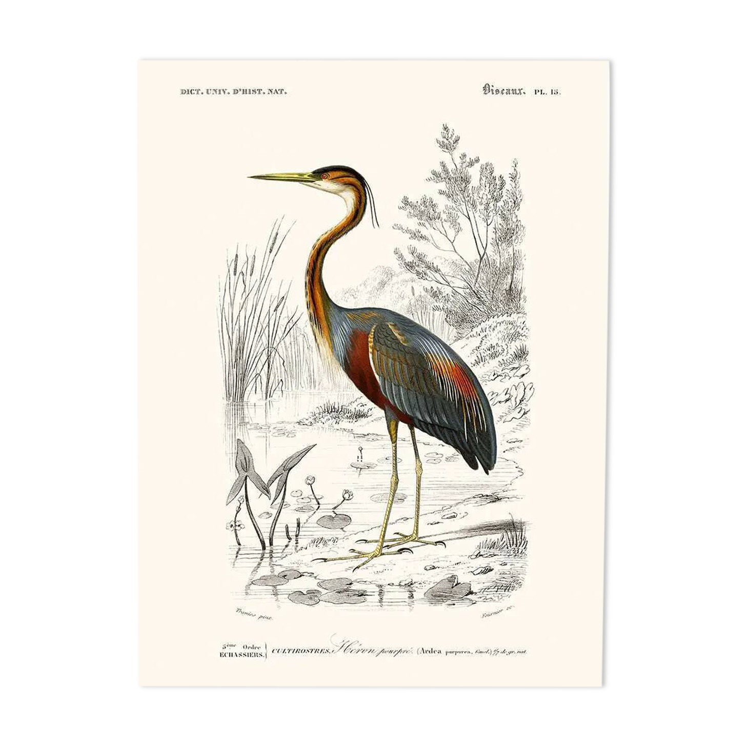 Vintage illustration of a purple heron Ardea purpurea wall poster.
