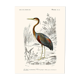 Vintage illustration of a purple heron Ardea purpurea wall poster.