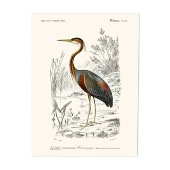 Vintage illustration of a purple heron Ardea purpurea wall poster.