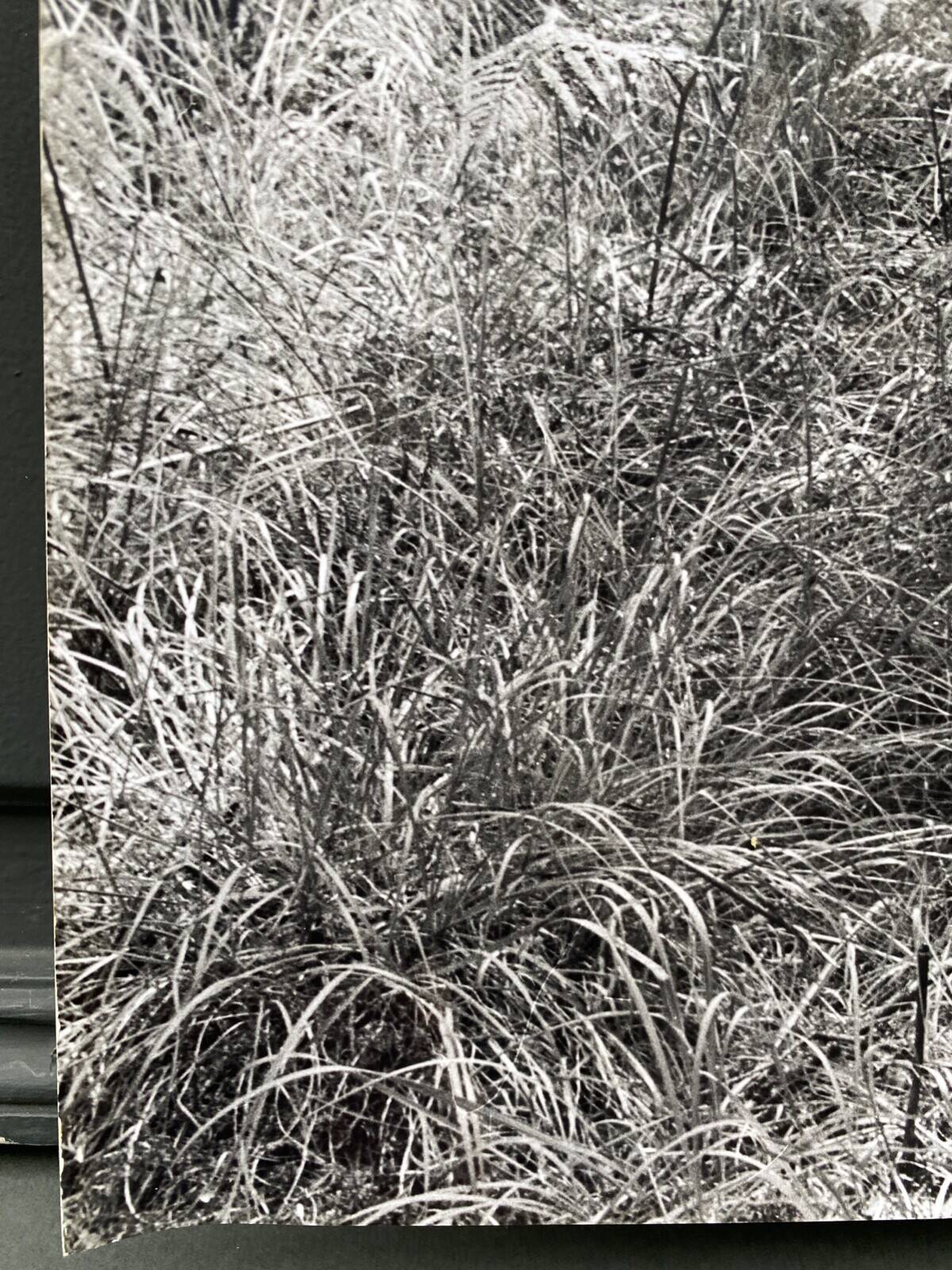 Film photography Bernard Darot Parterre of ferns 20th century