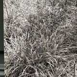 Film photography Bernard Darot Parterre of ferns 20th century