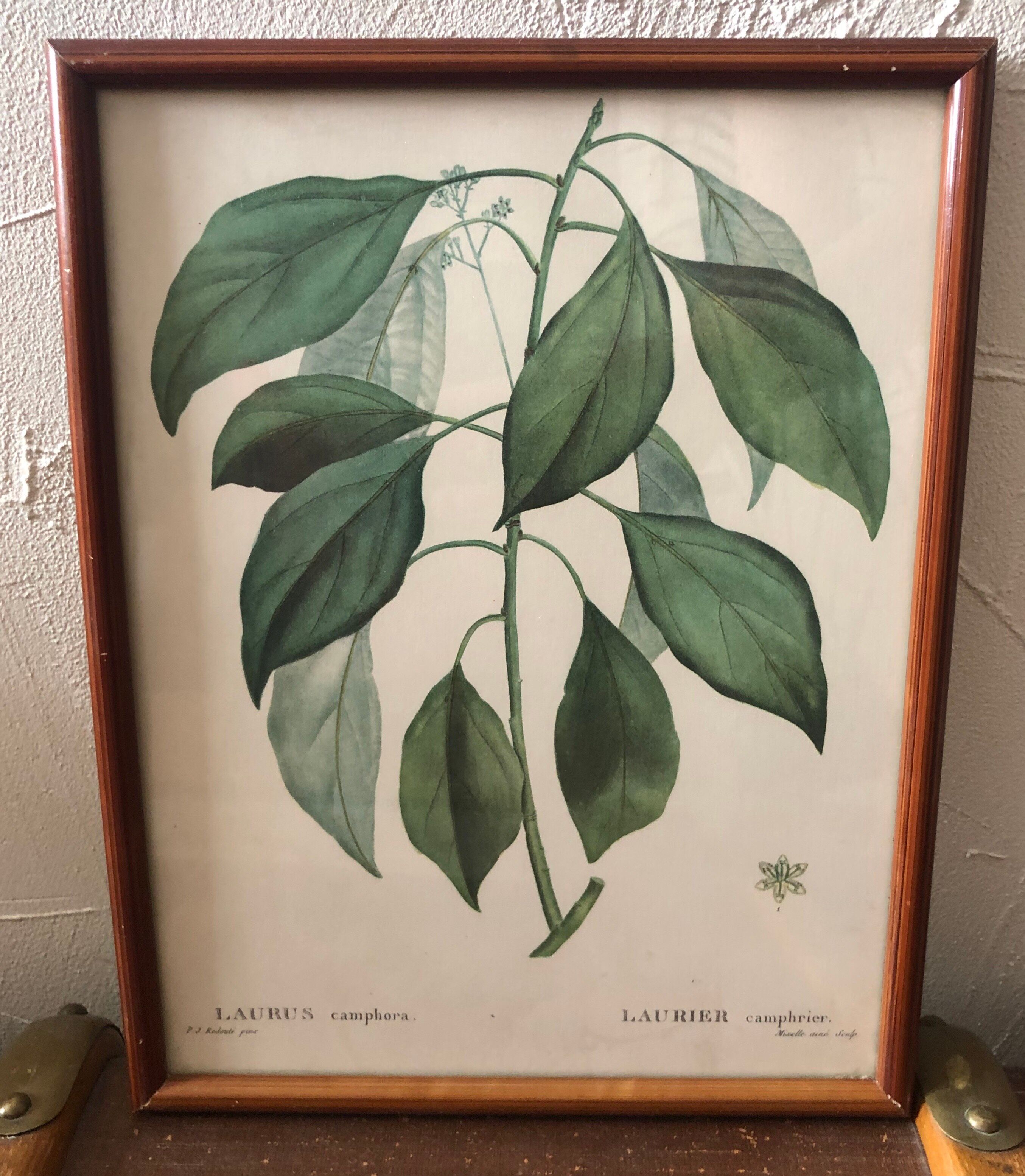 Botanical Board Laurier Camphrier framed lithograph PJ Dreadté