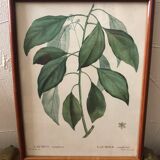Botanical Board Laurier Camphrier framed lithograph PJ Dreadté