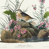 Poster about the Yellow-winged Bunting, based on an old engraving from 1827.