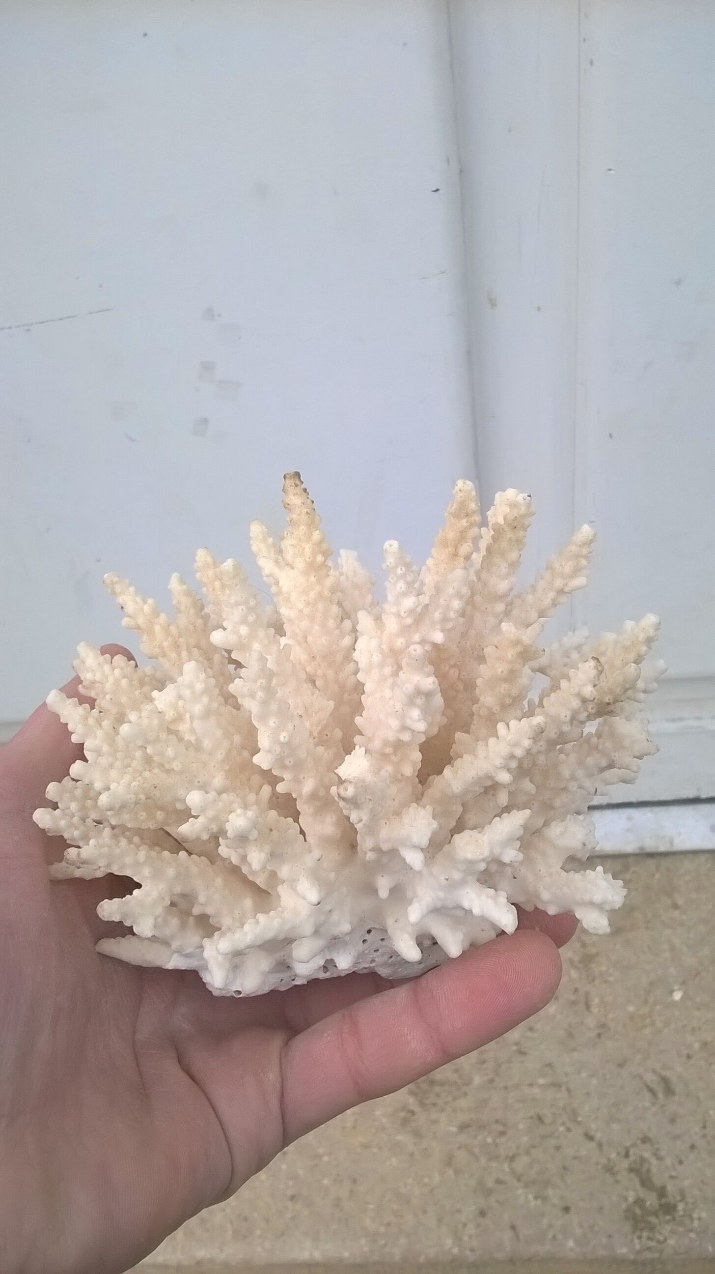 Vintage white coral