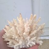 Vintage white coral