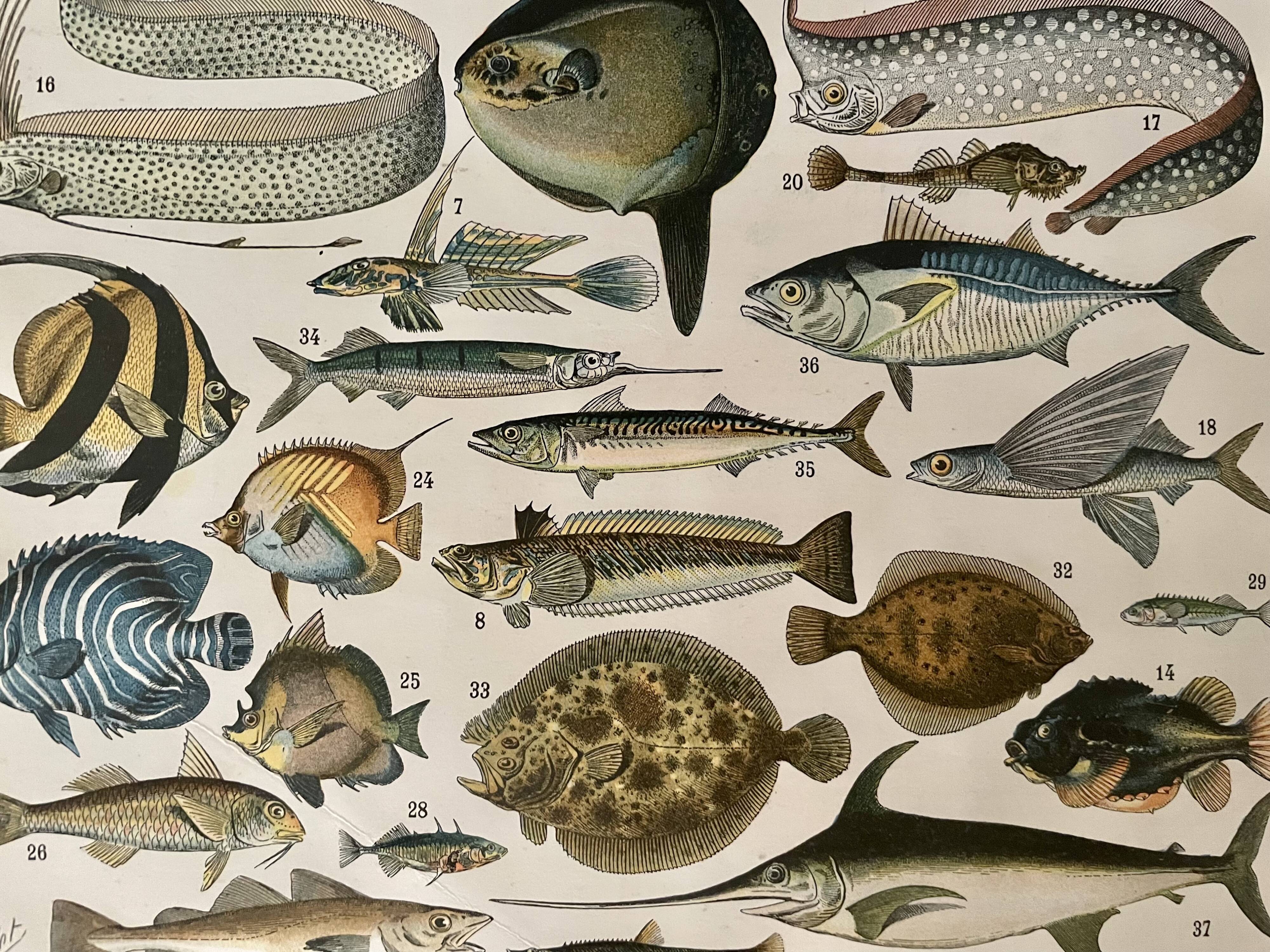 Lithograph engraving fish from 1897 (cernier)