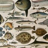 Lithograph engraving fish from 1897 (cernier)