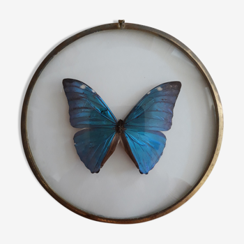 Naturalized butterfly morpho framed in a bulging round frame