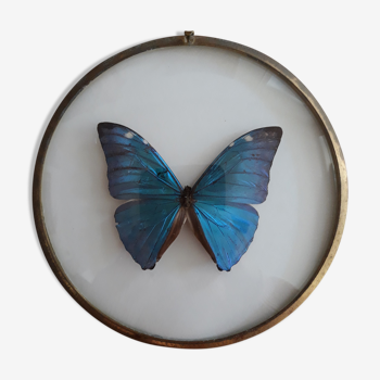 Papillon naturalisé morpho encadré dans un cadre rond bombé