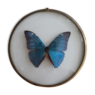 Naturalized butterfly morpho framed in a bulging round frame