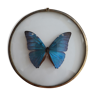 Naturalized butterfly morpho framed in a bulging round frame