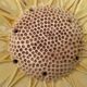 Sunflower slip dish drainer