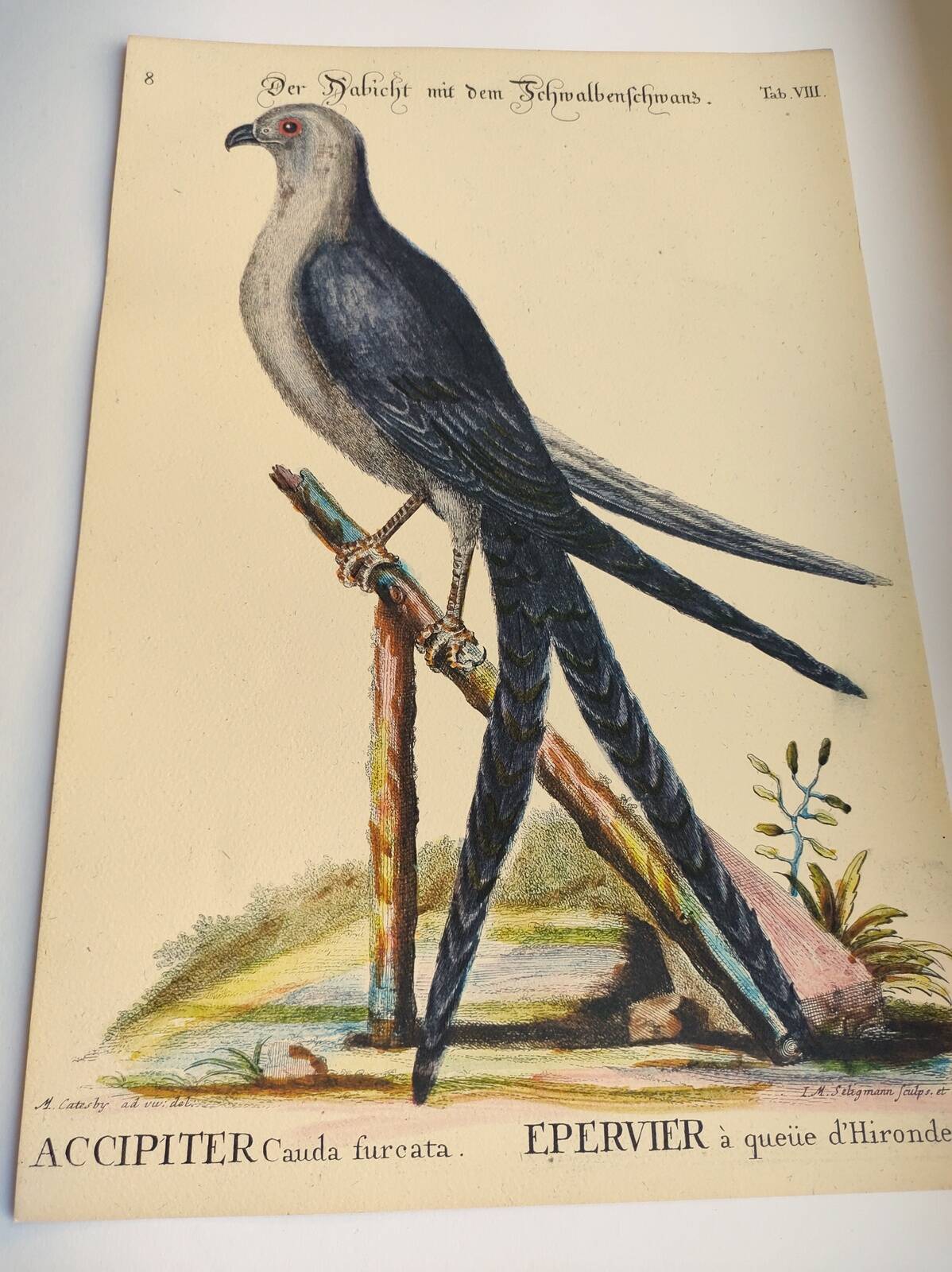Old bird engraving - Swallow-tailed hawk - Zoological plate by Seligmann & Catesby