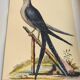 Old bird engraving - Swallow-tailed hawk - Zoological plate by Seligmann & Catesby
