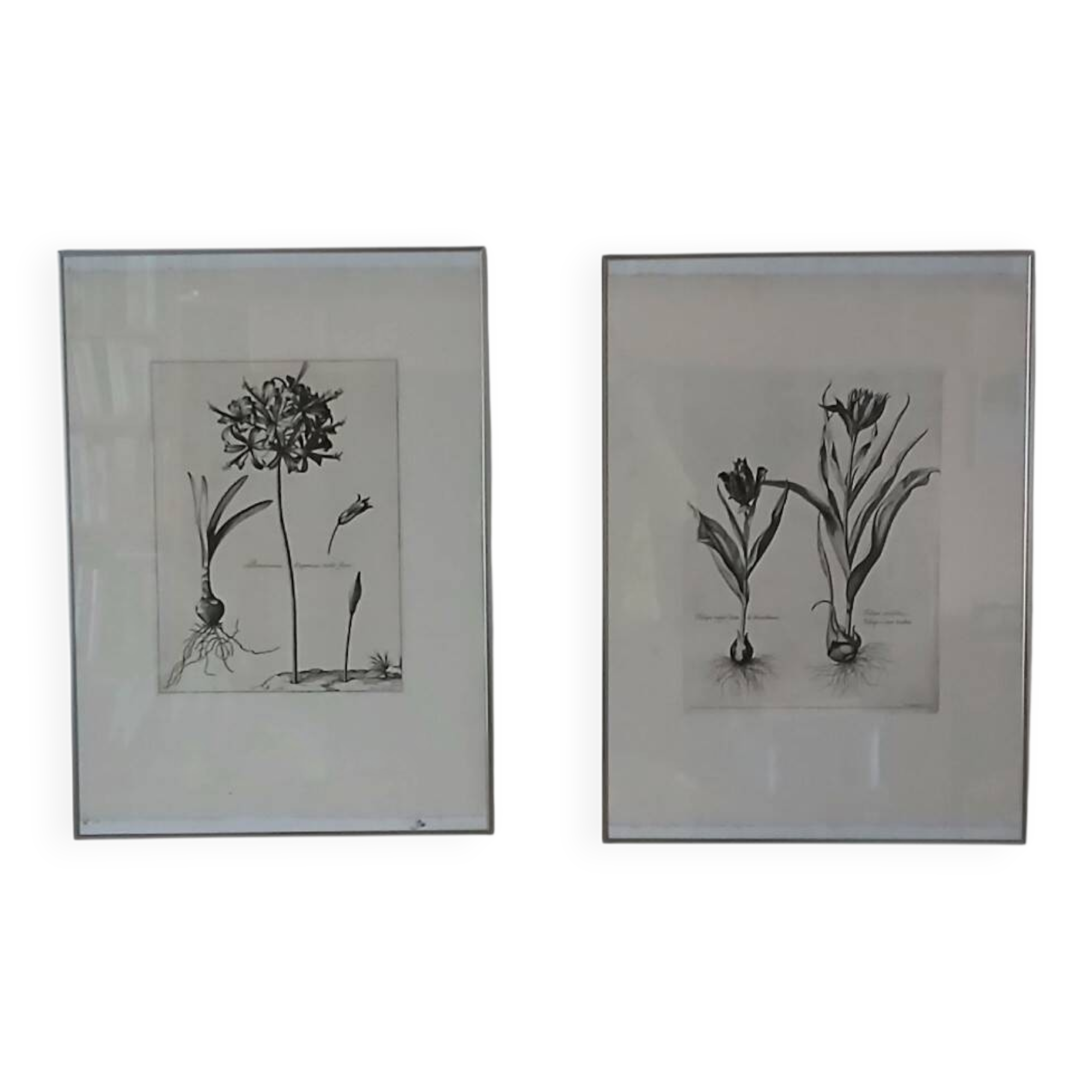 Paire de lithographies - botanique