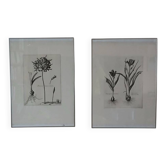 Paire de lithographies - botanique