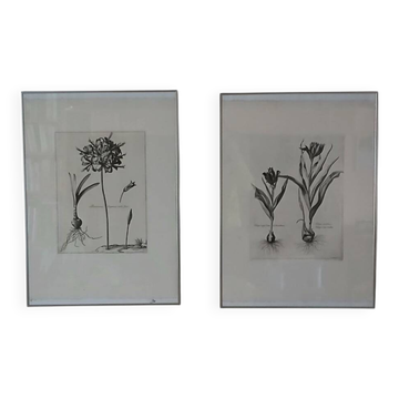 Pair of lithographs - botanical