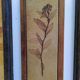 Triptyque herbier Vallauris, R.Leduc