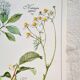 Planche botanique tisane contre la grippe