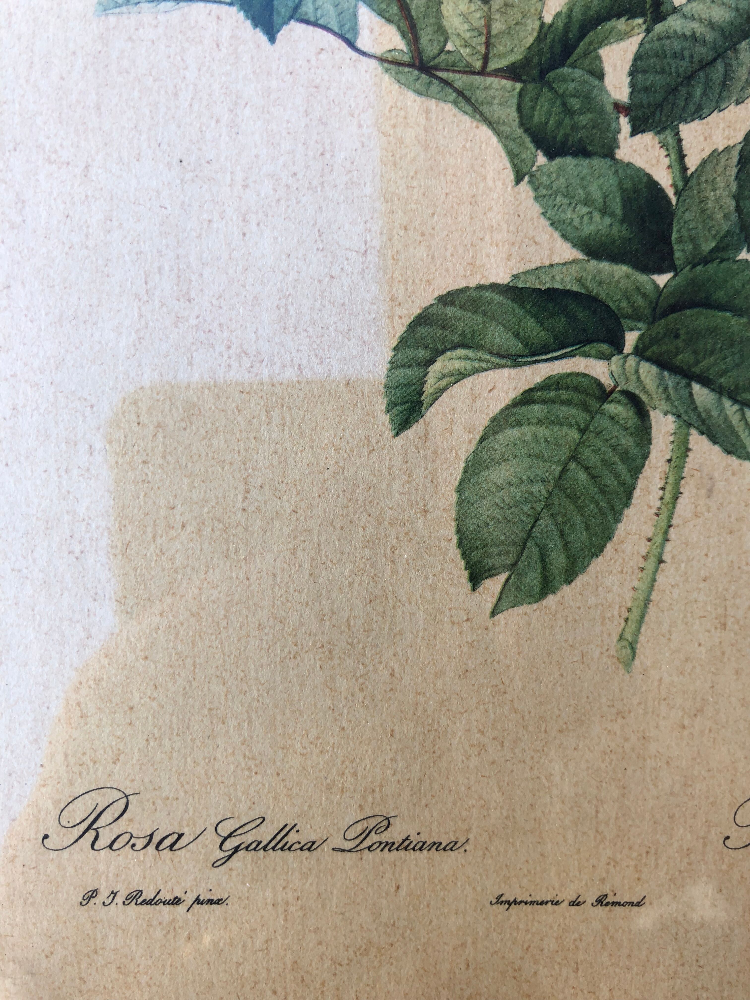 Lithograph PJ Redouté