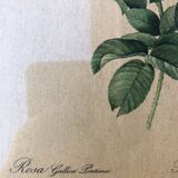 Lithograph PJ Redouté