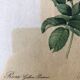 Lithograph PJ Redouté
