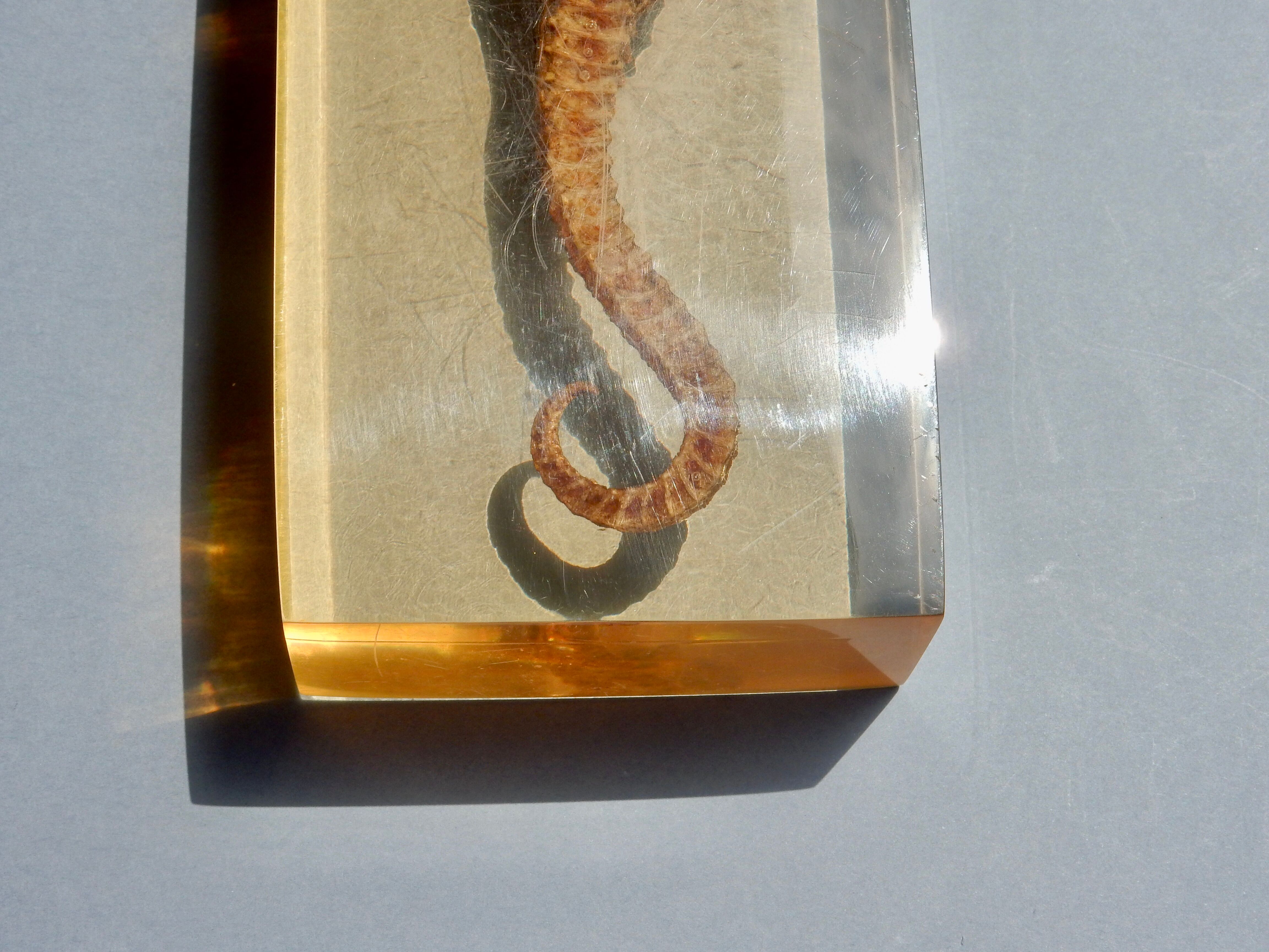 Hippocampus in taxidermy inclusion in resin block