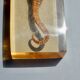 Hippocampus in taxidermy inclusion in resin block