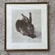 Dürer's hare illustration
