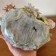 Petite Jardinière Cache Pot en céramique barbotine