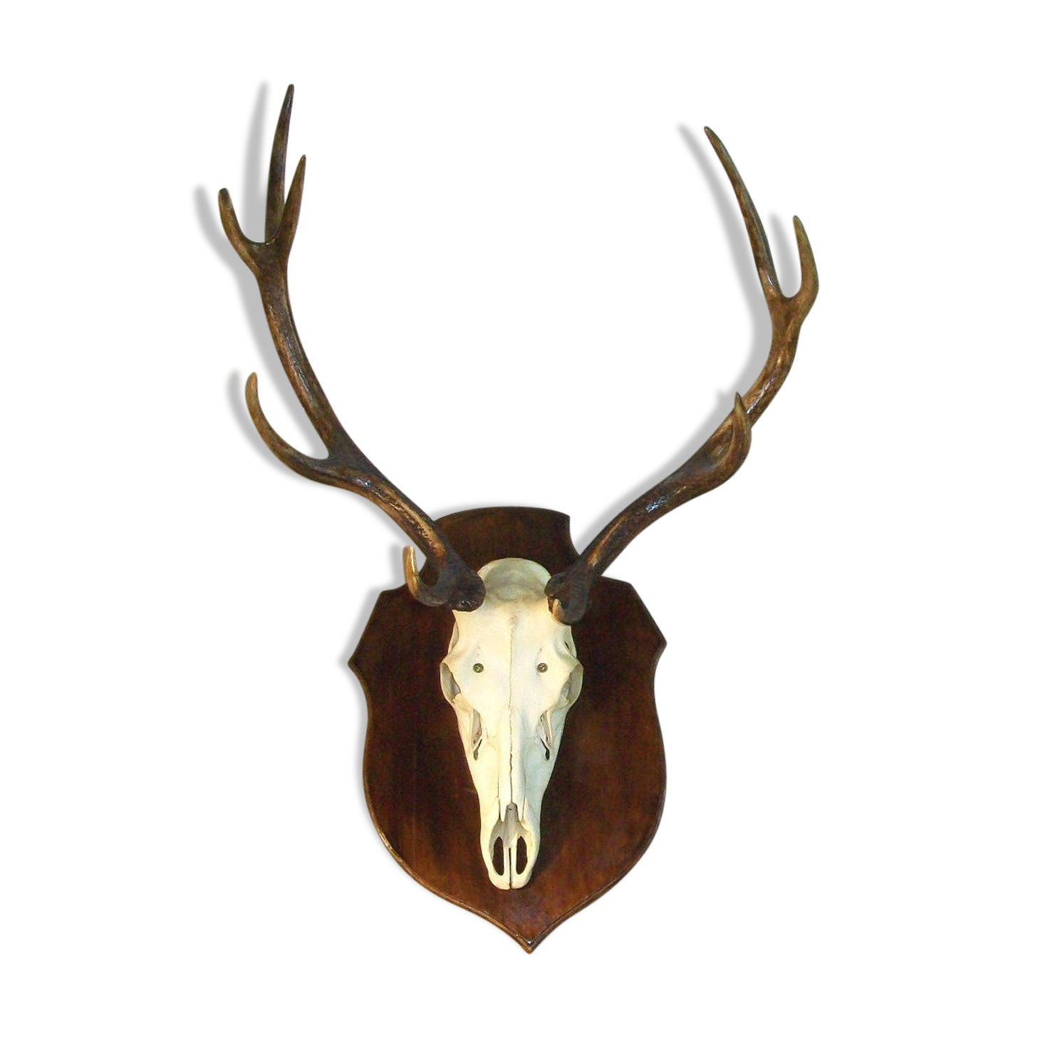 Deer hunting trophy