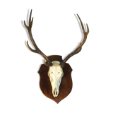 Deer hunting trophy