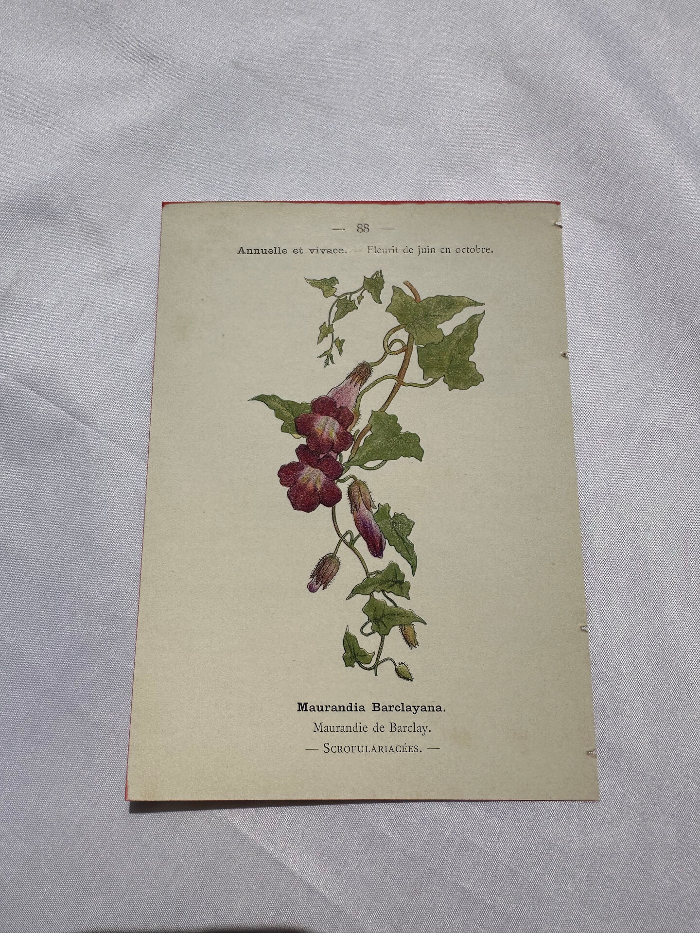 🌿 Botanical Plate Old Naturalist Engraving 19th Century Double-Sided A