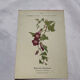 🌿 Botanical Plate Old Naturalist Engraving 19th Century Double-Sided A
